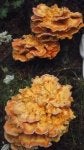 Botany Natural environment Mushroom Ingredient Polyporales