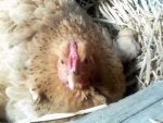 chicks1.jpg